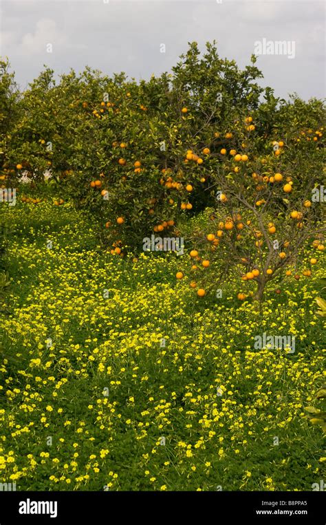 Orange Trees Costa Blanca Hi Res Stock Photography And Images Alamy