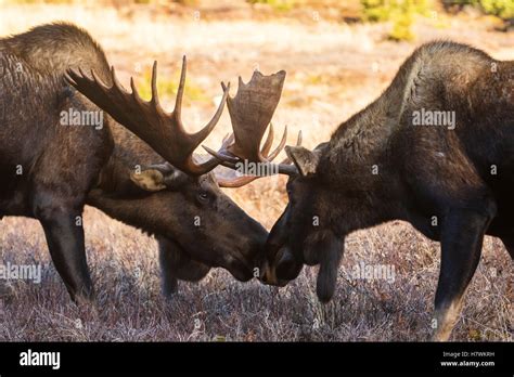 Bull Moose In The Powerline Pass Area Of Anchorage Bulls Have Recently Shed Velvet From Their