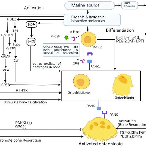 Molecular mechanism of bone regeneration. | Download Scientific Diagram