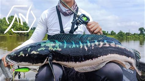 2023 Shimano SLX DC Giant Snakehead Fishing YouTube