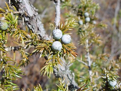 Juniper Tree Types