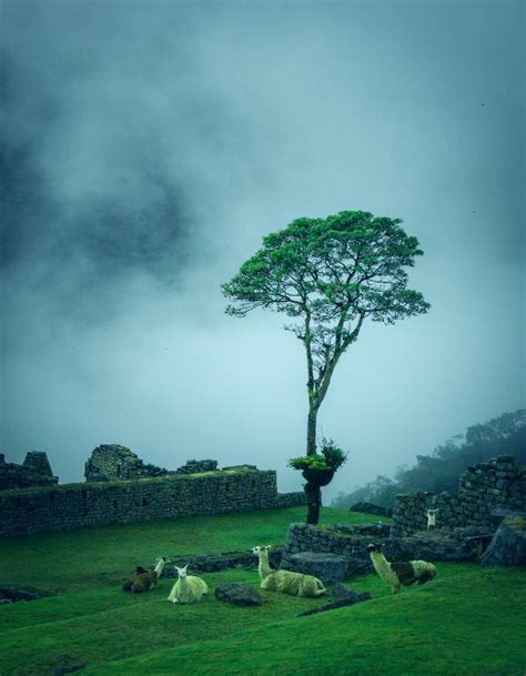 MACHU PICCHU TOURS PACKAGES IN PERU Peru Trek