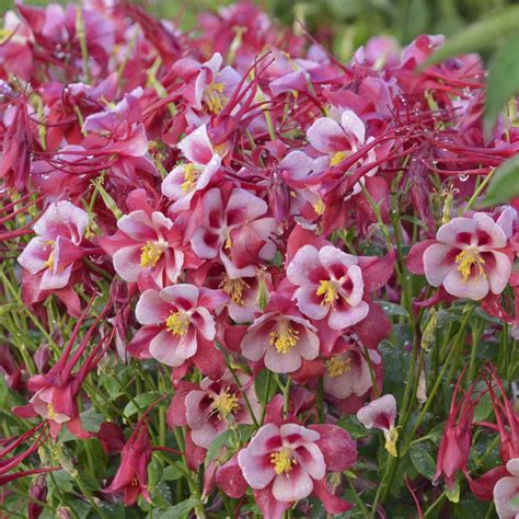 Aquilegia Songbird Cardinal Buy Columbine Perennials Online