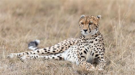 Photos Cheetah Laying Grass Animal 2560x1440