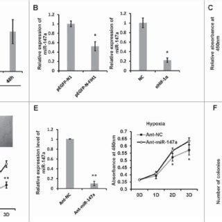 Model Of Hypoxia Induced Mir A In Regulating Cell Proliferation And