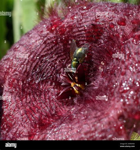 Stapelia Gigantea Hi Res Stock Photography And Images Alamy