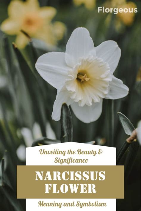 Narcissus Flower Meaning And Symbolism