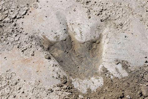 100 Million Year Old Dinosaur Footprints Visible Due To Texas Drought