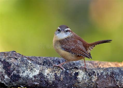 Carolina Wren stock photo. Image of carolina, white, feathers - 69159080