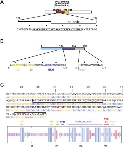 Summary Of Srf And Nkx Interacting Domains A The Region Of Srf