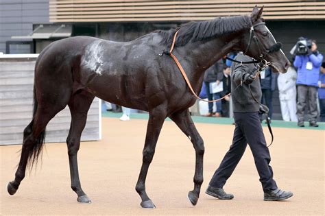 【注目馬動向】連勝中のエレクトリックブギ、次走はプリンシパルsを視野に 祖母はg1を2勝の良血 ライブドアニュース