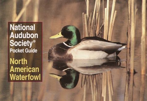 National Audubon Society Pocket Guide North American Waterfowl