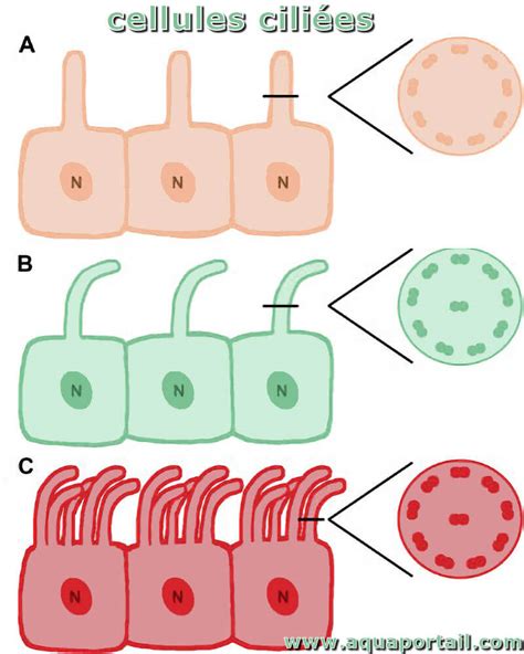 Cellule Cili E D Finition Et Explications