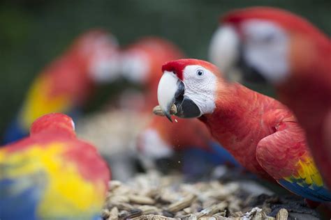 The Lacandon Jungle In Mexico Spanish Language Blog