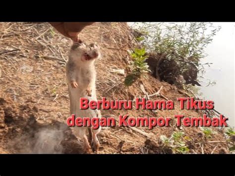 Berburu Hama Tikus Dengan Kompor Tembak Youtube