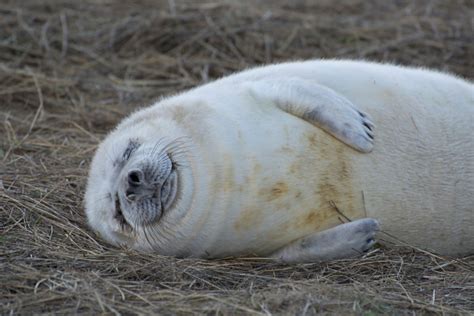 White Fluffy Seal Pup At Donna Nook Stock Photo - Download Image Now ...