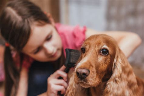 Do Cocker Spaniels Shed Everything You Need To Know