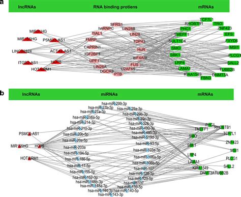 Constructions Of Lncrna Rna Binding Protein Mrna Network A And