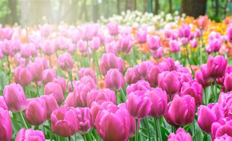 Gruppe Der Bunten Tulpenblume Im Sonnenlicht Stockbild Bild Von Frech