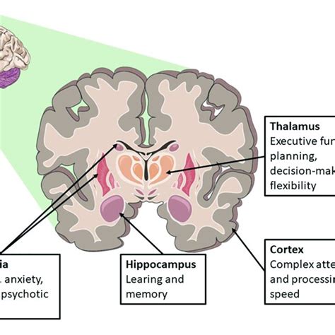 Areas Susceptible For Global Anoxic Ischemic Brain Injury And Related Download Scientific