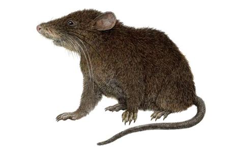 Discovery of a long-nosed 'shrew mouse' on a mountain in the Philippines will help to protect ...