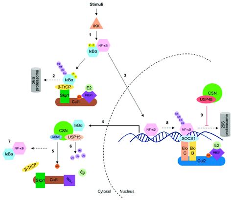 The Cop Signalosome Csn Partners With Ubiquitin Specific Protease