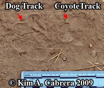 Coyote Tracks