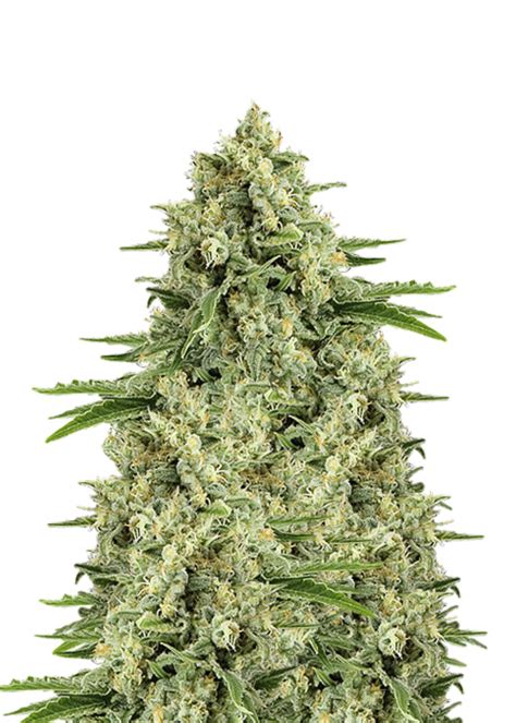 Moby Dick Strain Info Moby Dick Weed By Dutch Genetics GrowDiaries