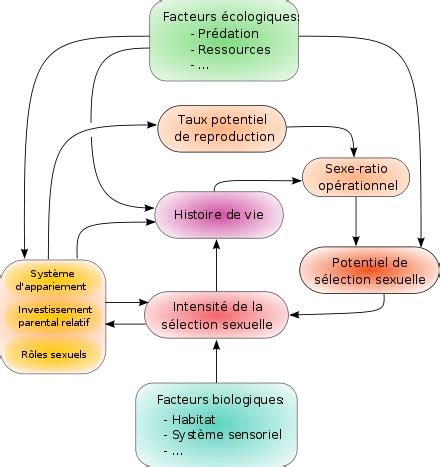 S Lection Intersexuelle Quel Sexe Choisit L Autre