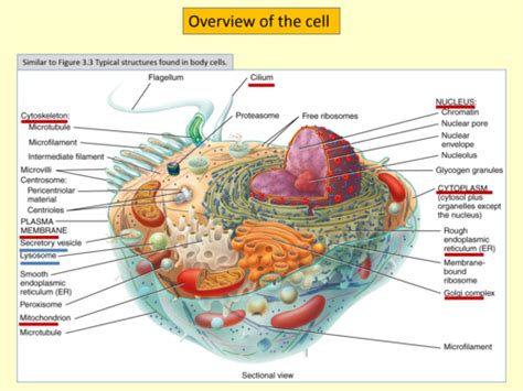 Cellular Organization Flashcards Quizlet