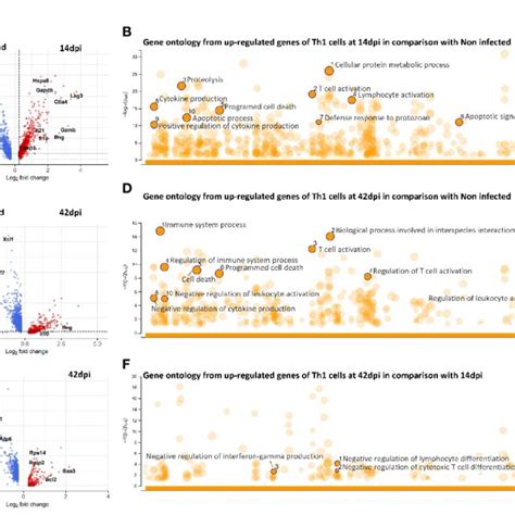 Differential Gene Expression And Gene Ontology Analysis Of Cd4th1