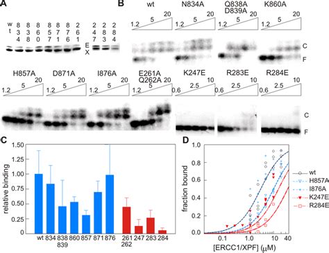 HhH Domain Surface Residues Affect Binding Of ERCC1 XPF To Ss DsDNA