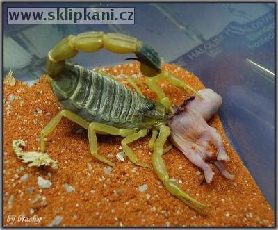 Leiurus Quinquestriatus Haloli Crab Scorpion