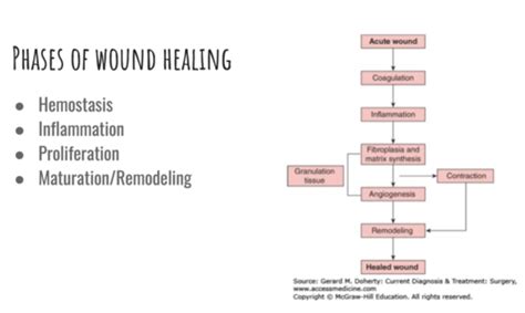 Wound Management Healing Flashcards Quizlet