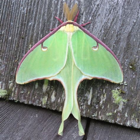 Actias_luna-male | Dave The Bug Guy