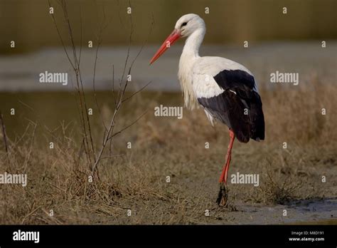 White Stork Standing Ooievaar Staand Stock Photo Alamy