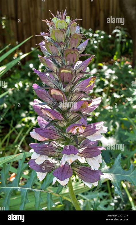 Acanthus Mollis Hi Res Stock Photography And Images Alamy