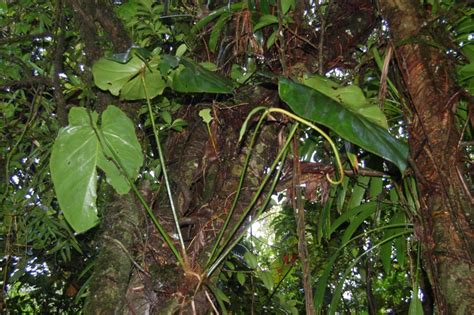 Trois Aracées Spontanées En Guadeloupe