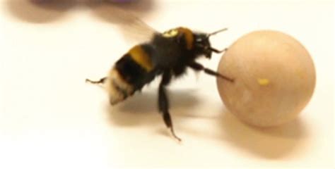 Behavioral Phenomenon In Bumblebees Resembles Object Play Smart