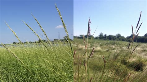 Exploring Marine Park Salt Marsh Nyc Parks