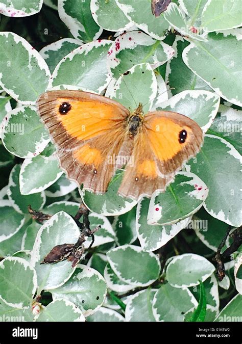 Gatekeeper moth hi-res stock photography and images - Alamy