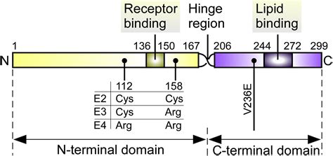 Apolipoprotein E Receptors And Modulation Of Alzheimers Disease