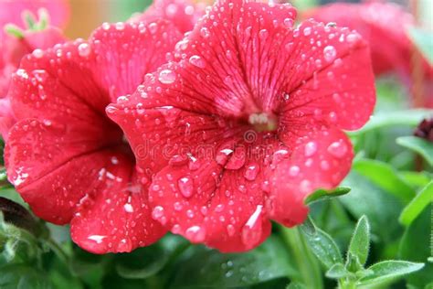 Flower After Rain Flower With Raindrops Flower On The Rain Stock