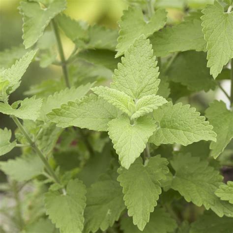 Catmint Better Homes And Gardens