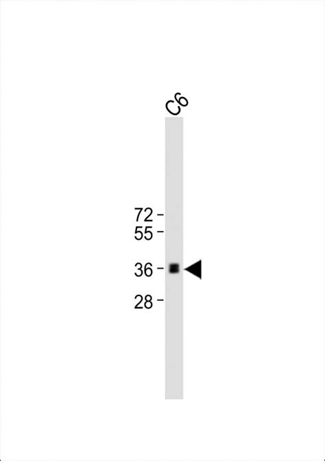 CCND1 Antibody Purified Mouse Monoclonal Antibody Mab WB E Buy