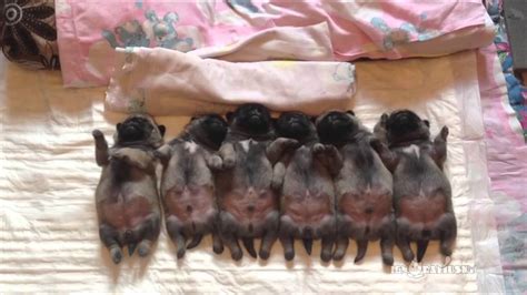 This Line Of Sleeping Pug Puppies Will Completely Mesmerize You