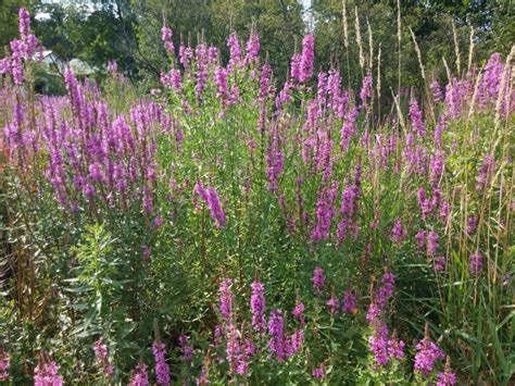 Purple Loosestrife | Curious By Nature