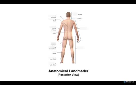 Posterior Anatomical Landmarks Diagram Quizlet