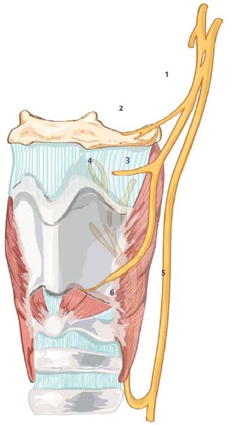 Ultrasound Guided Superior Laryngeal Nerve Block A Description Of The Technique