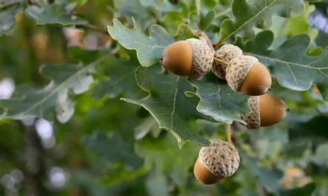 What Color Is an Acorn? – The Garden Bug Detroit